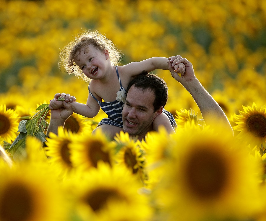 Father and daughter in sunflowers, Kansas (Photo: AP)